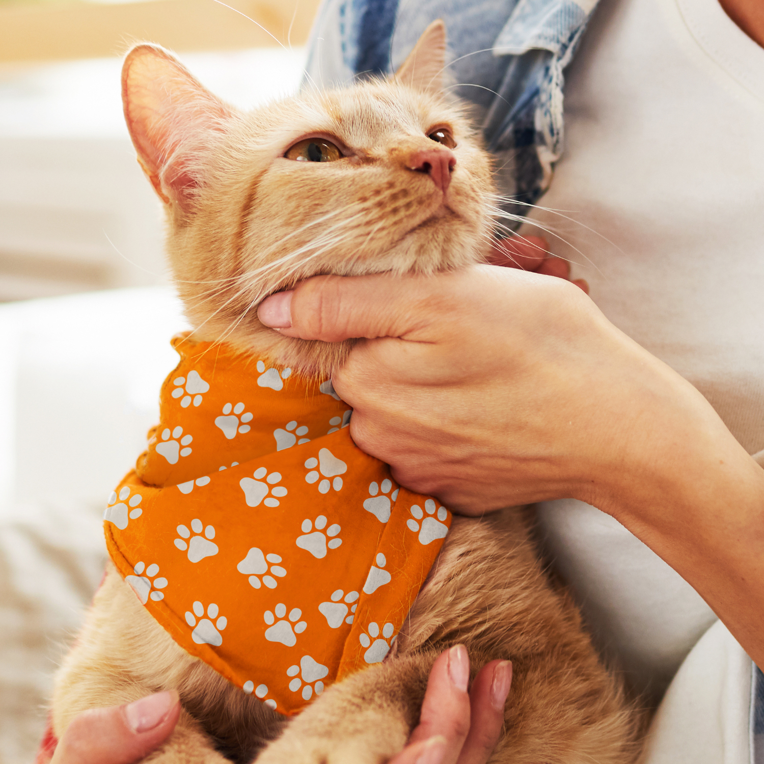 123658 - Pet Bandana - Small - Image 2